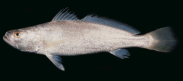 Otolithes ruber