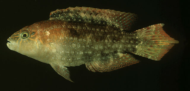 Oxycheilinus bimaculatus