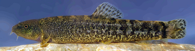 Oxynoemacheilus zarzianus