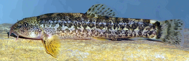 Oxynoemacheilus zarzianus