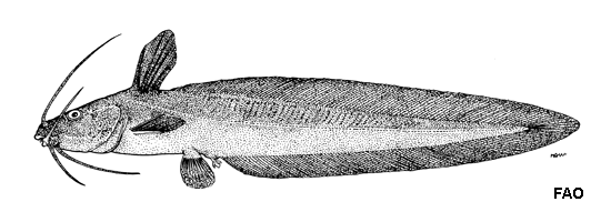 Paraplotosus albilabris