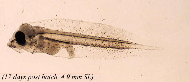 Paralichthys californicus