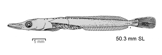 Parachaenichthys charcoti