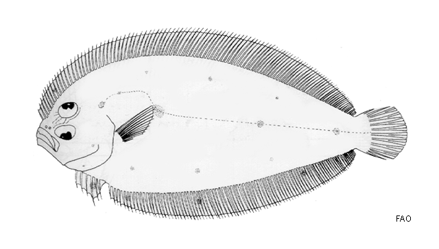 Parabothus coarctatus
