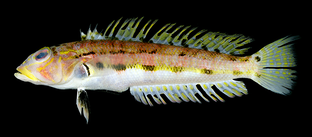 Parapercis flavipinna