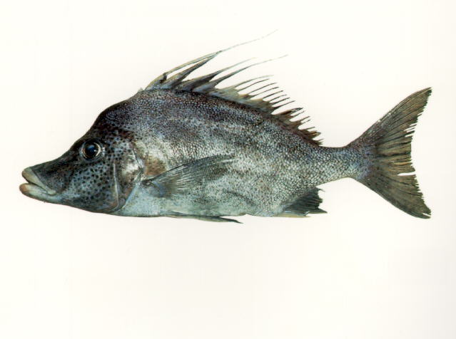 Paristiopterus gallipavo