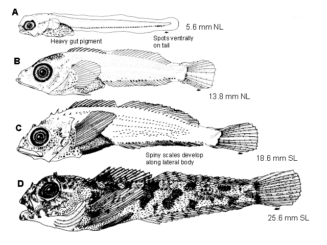 Paricelinus hopliticus