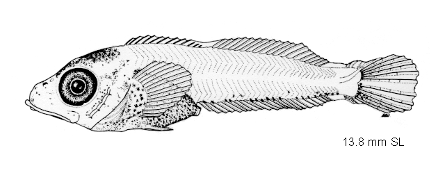 Paricelinus hopliticus