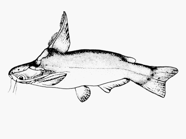 Trachelyopterus peloichthys