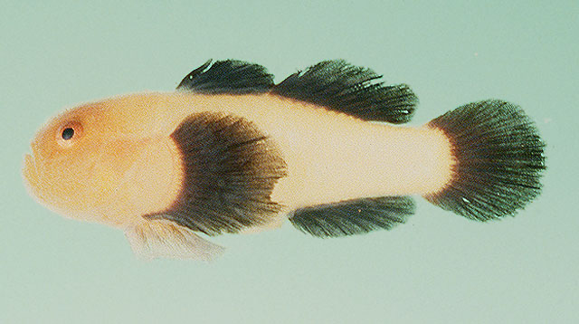 Paragobiodon lacunicolus