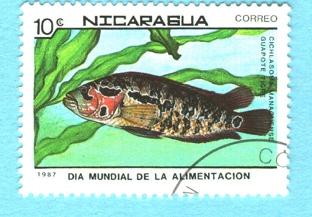 Parachromis managuensis