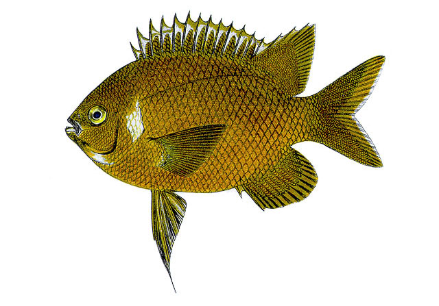 Parma microlepis
