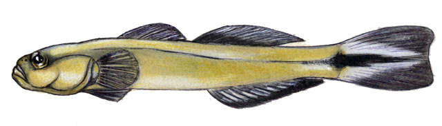 Parioglossus neocaledonicus
