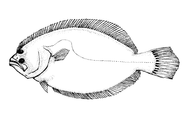 Paralichthys orbignyanus