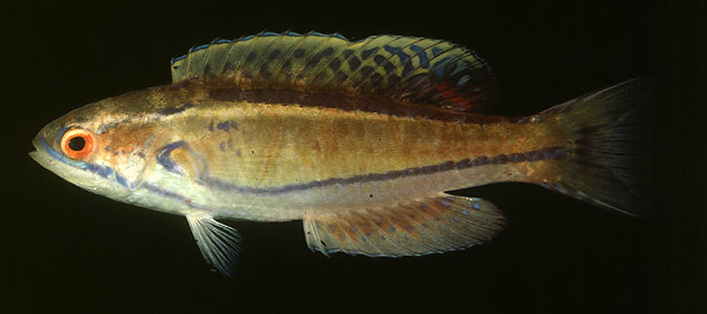 Paracheilinus piscilineatus