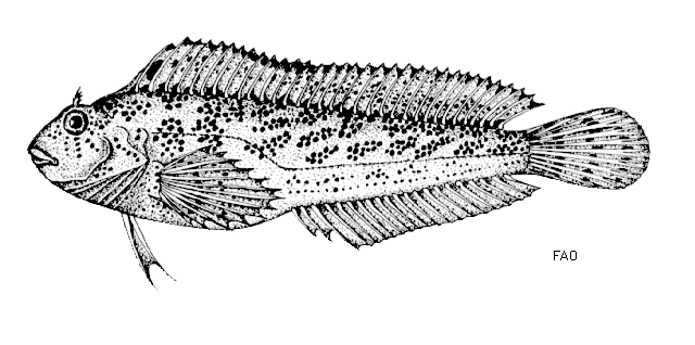 Parablennius sanguinolentus