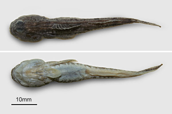 Periophthalmus modestus