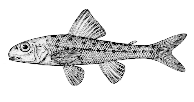 Percopsis omiscomaycus