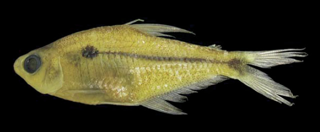 Phenacogaster calverti