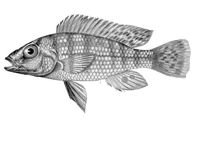 Pharyngochromis darlingi