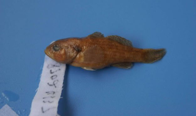 Neodontobutis hainanensis