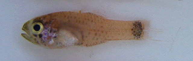 Phaeoptyx pigmentaria