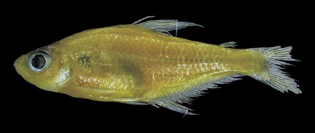 Phenacogaster retropinnus