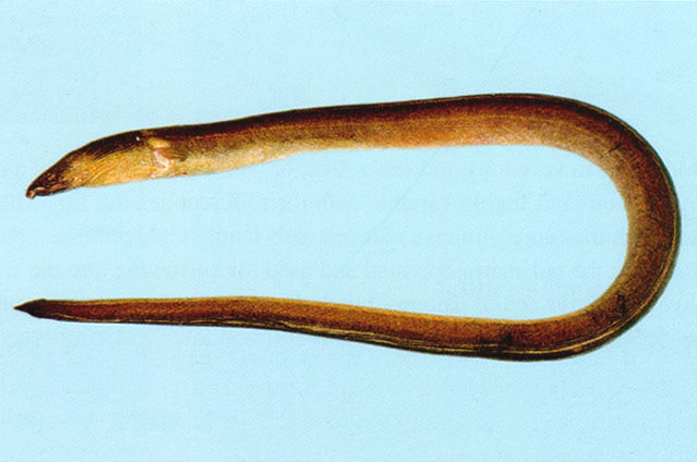 Pisodonophis cancrivorus