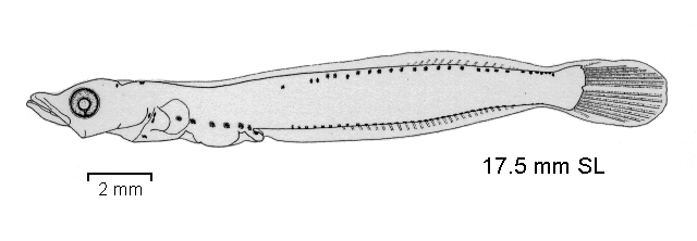Pleuragramma antarcticum