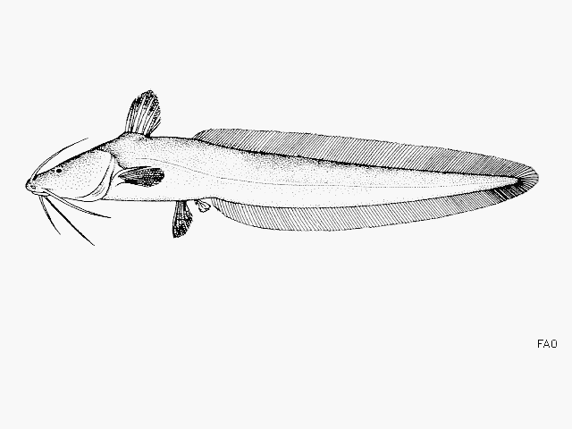 Plotosus canius
