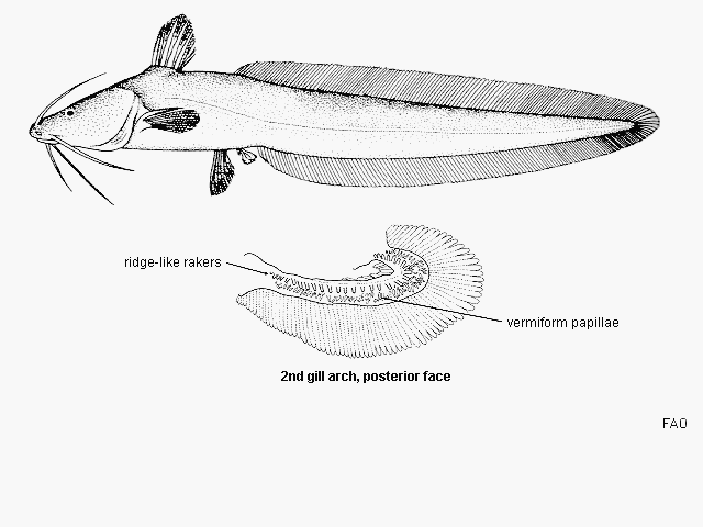 Plotosus canius