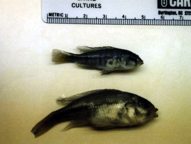 Haplochromis degeni