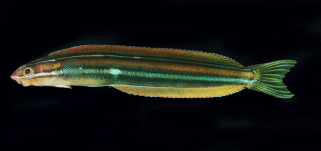 Plagiotremus ewaensis