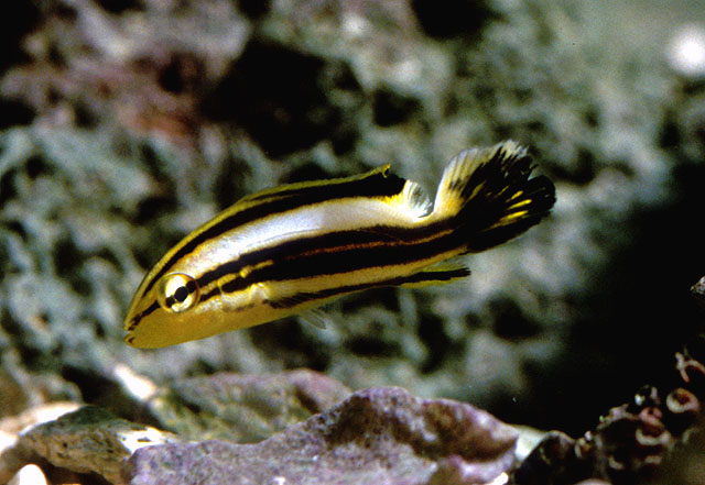 Plectorhinchus gaterinus