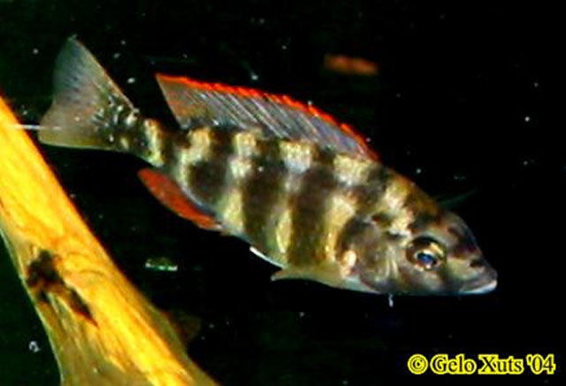 Placidochromis johnstoni