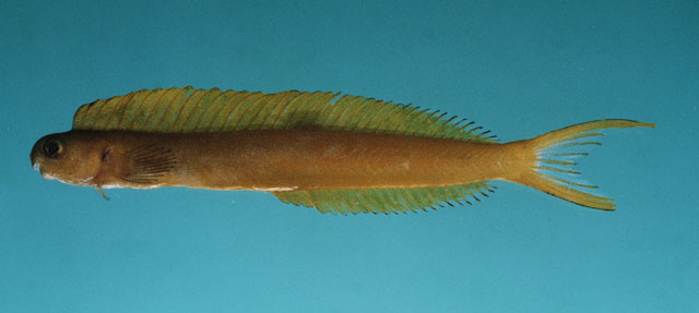 Plagiotremus flavus