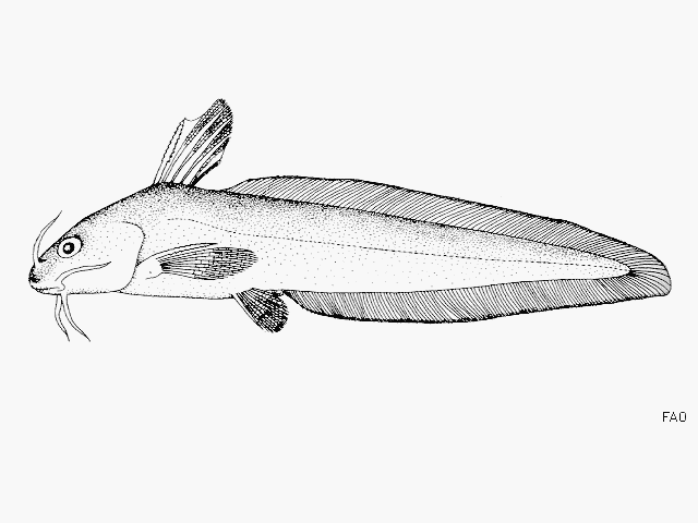Plotosus limbatus