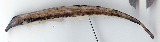 Platyurosternarchus macrostoma