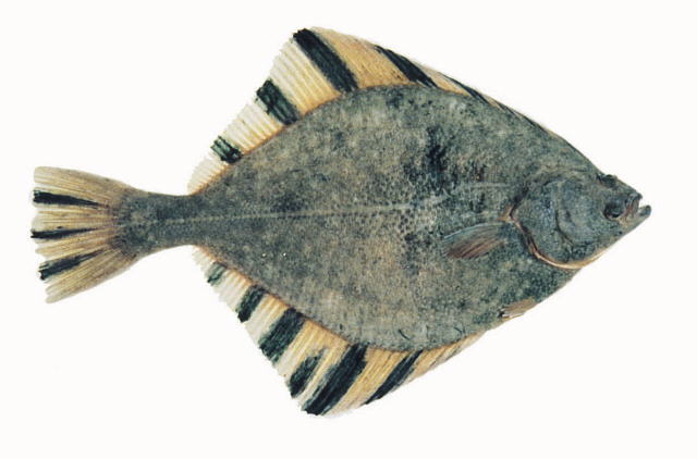Platichthys stellatus