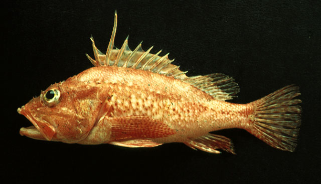 Pontinus furcirhinus