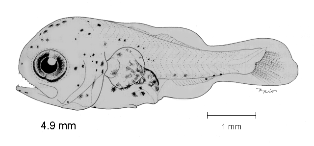 Polydactylus opercularis