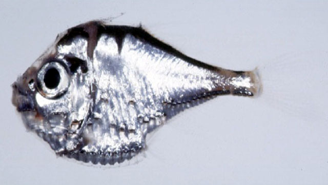 Polyipnus stereope