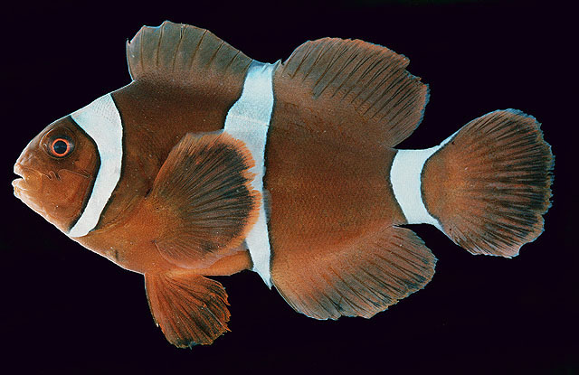 Amphiprion biaculeatus