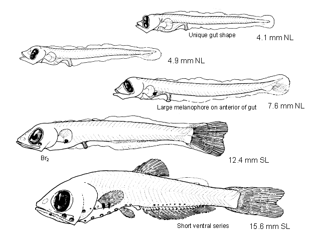Protomyctophum crockeri