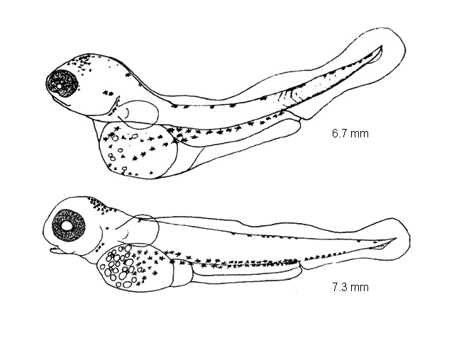 Prosopium cylindraceum