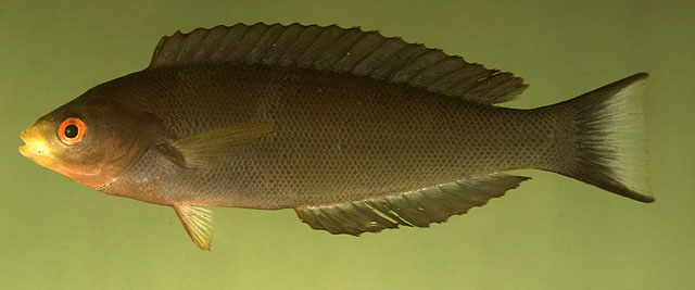 Pseudocoris aurantiofasciata