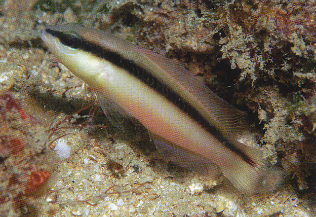 Pseudochromis colei