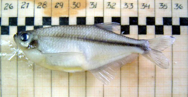Pseudocorynopoma doriae