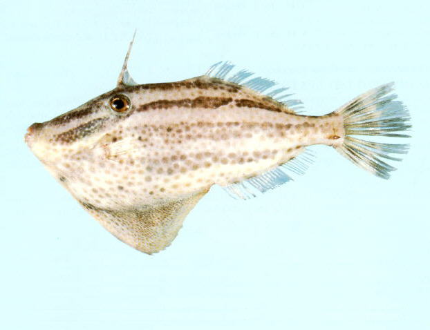 Pseudomonacanthus elongatus