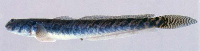 Pseudapocryptes elongatus